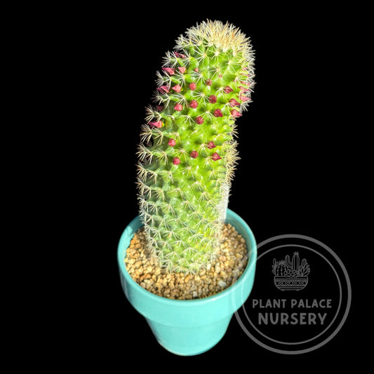 Mammillaria Backebergiana