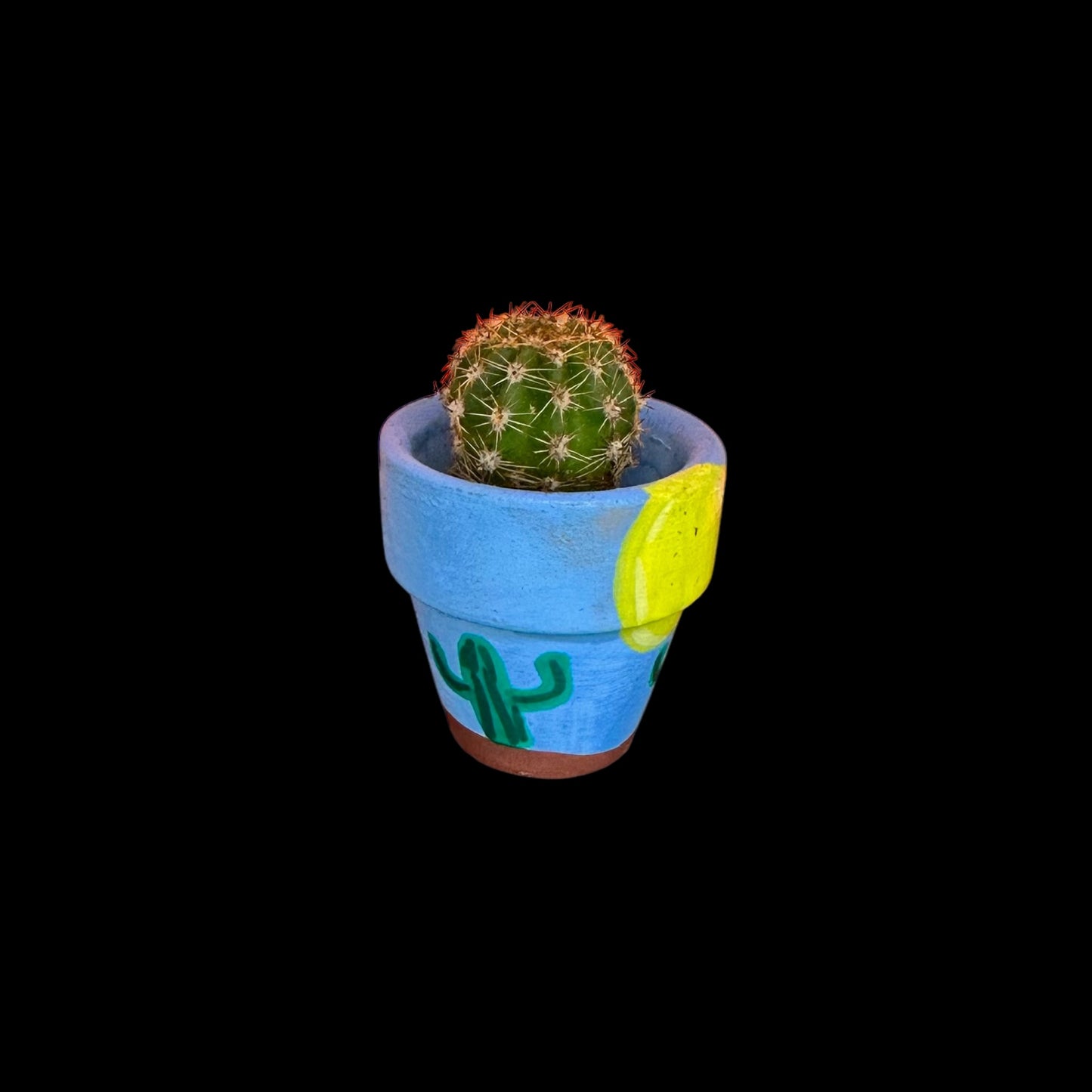 Miniature Cactus - DIY Cactus Kits, Live Plant,Micro (hand painted blue desert)