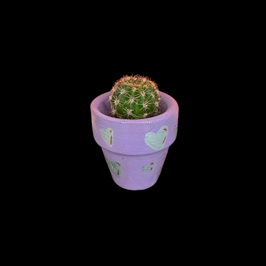 Miniature Cactus - DIY Cactus Kits, Live Plant,Micro (hand painted purple with silver hearts)