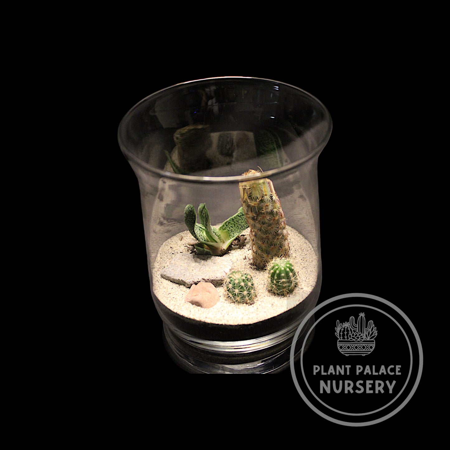 Handcrafted Cactus Terrarium in 6"Glass (4" Base)