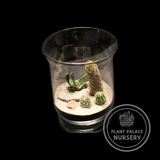 Handcrafted Cactus Terrarium in 6"Glass (4" Base)