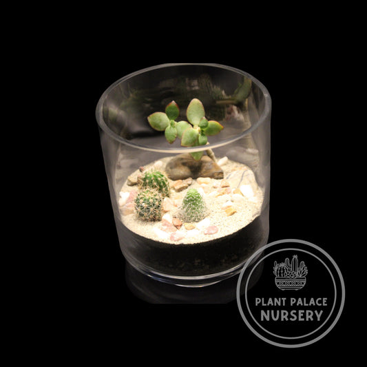 Handcrafted Cactus Terrarium in 4 1/2" Glass (3" Base)