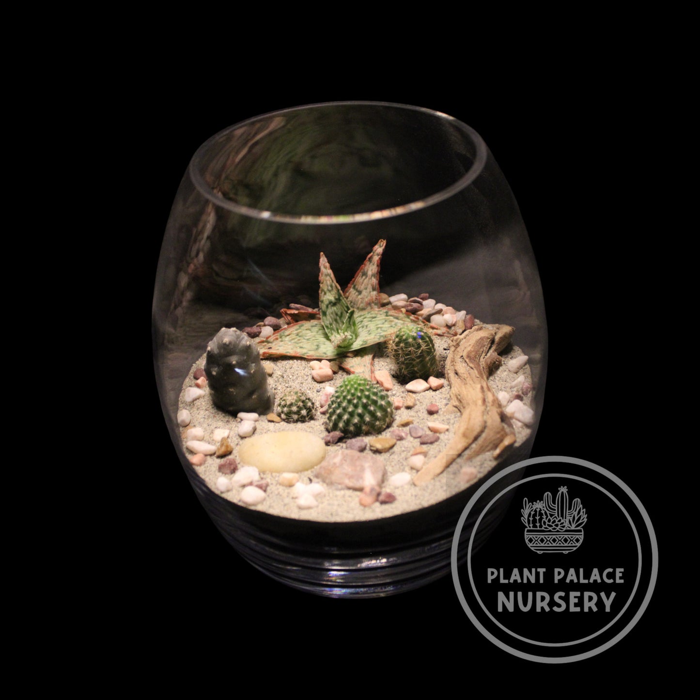 Handcrafted Cactus Terrarium in 9" Glass (4 1/2" Base)