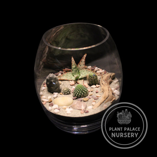 Handcrafted Cactus Terrarium in 9" Glass (4 1/2" Base)