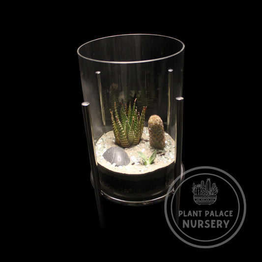 Handcrafted Cactus Terrarium in 8" Glass (5 1/2" Base)