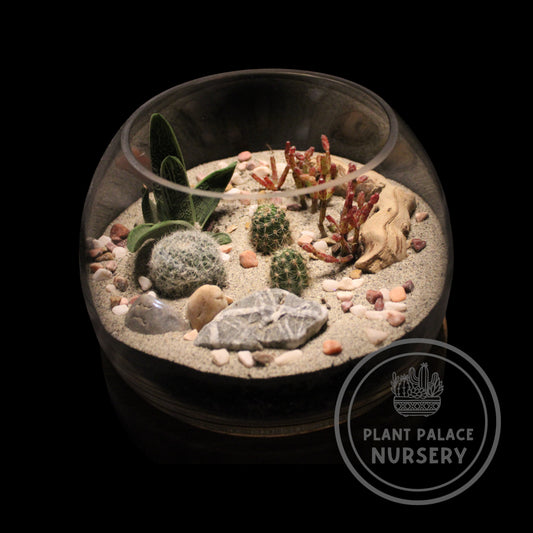Handcrafted Cactus Terrarium 7" Glass (8" Wood Base)