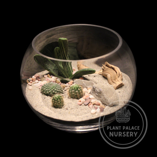 Handcrafted Cactus Terrarium 7" Glass (8" Base)