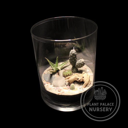 Handcrafted Cactus Terrarium in 6" Glass (6" Base)