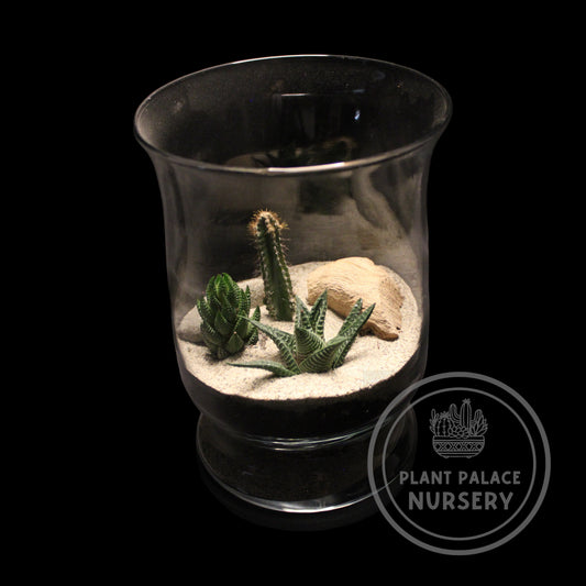 Handcrafted Cactus Terrarium in 8 1/2" Glass (5 1/2" Base)