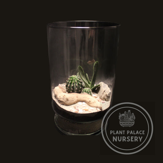 Handcrafted Cactus Terrarium in 10" Glass (5 1/2" Base)