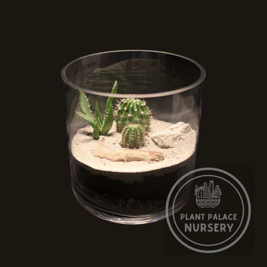 Handcrafted Cactus Terrarium in 7" Glass (6" Base)
