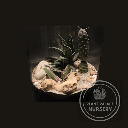 Handcrafted Cactus Terrarium in 8" Glass (7" Base)
