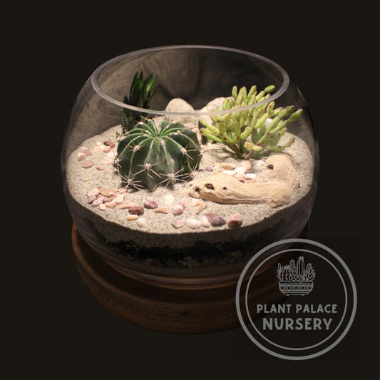 Handcrafted Cactus Terrarium 7" Glass (8" Wood Base)