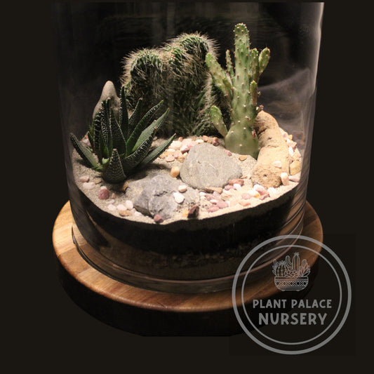 Handcrafted Cactus Terrarium in 11 1/2" Glass (9" Wood Base)