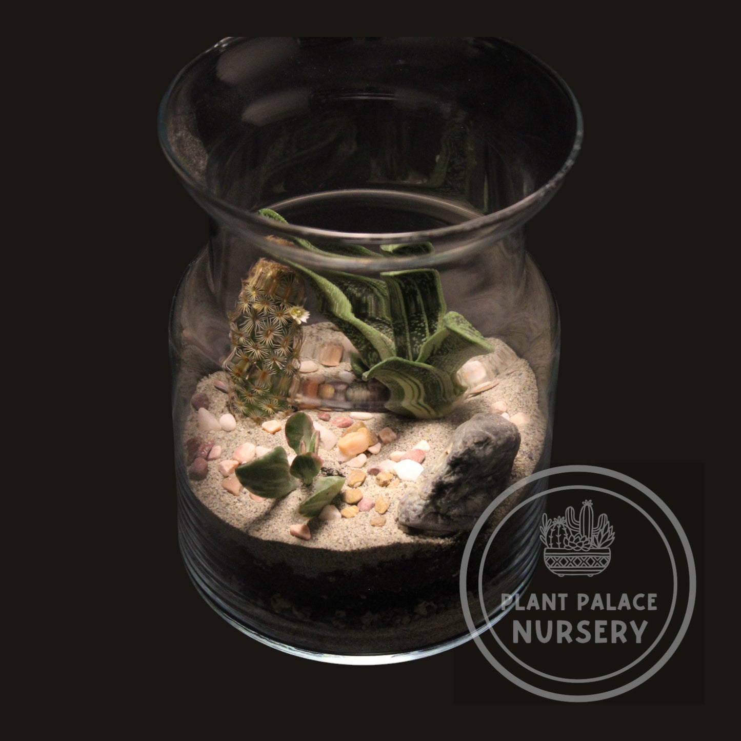 Handcrafted Cactus Terrarium in 7" Glass (6" Base)