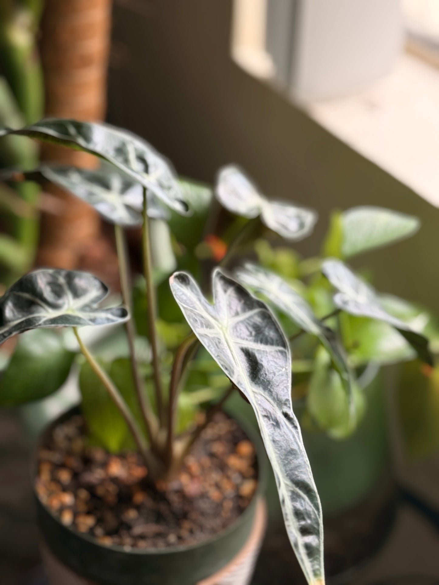 Alocasia Bambino