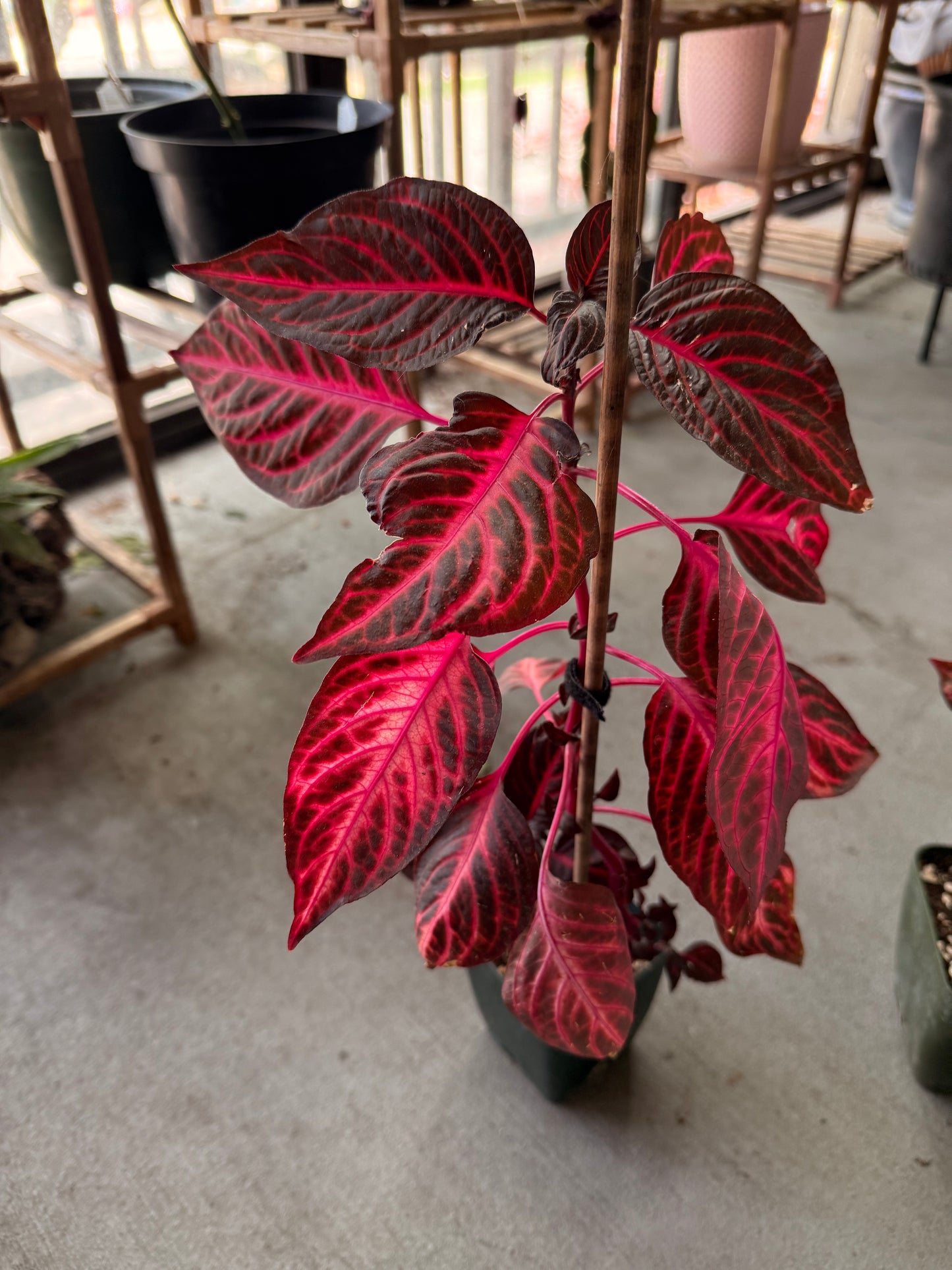 Bloodleaf