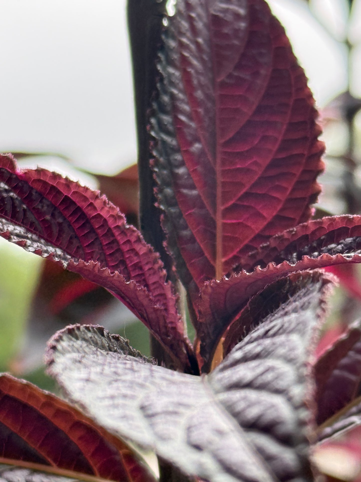 Persian Shield