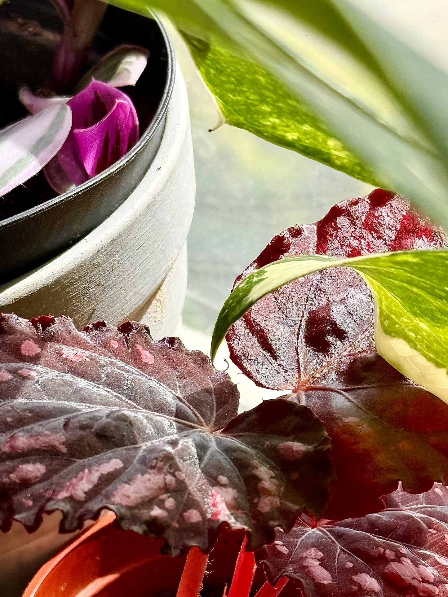 Rex Begonia