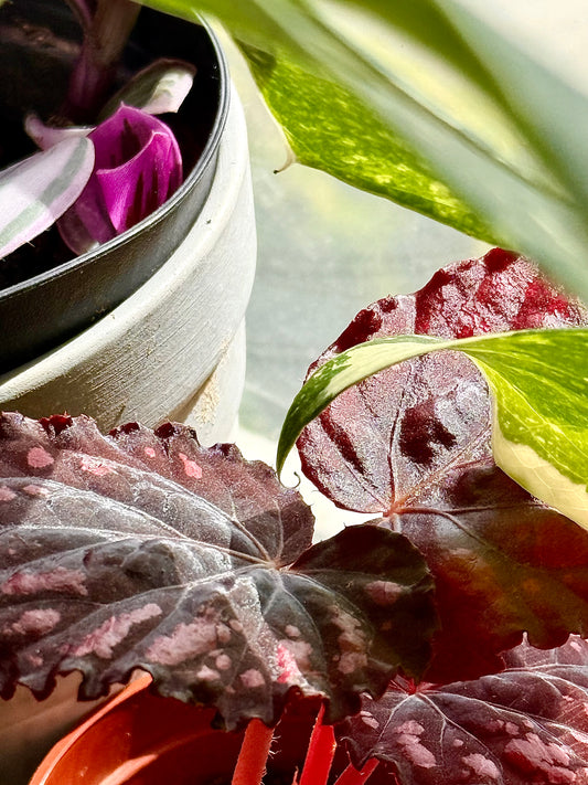 Rex Begonia