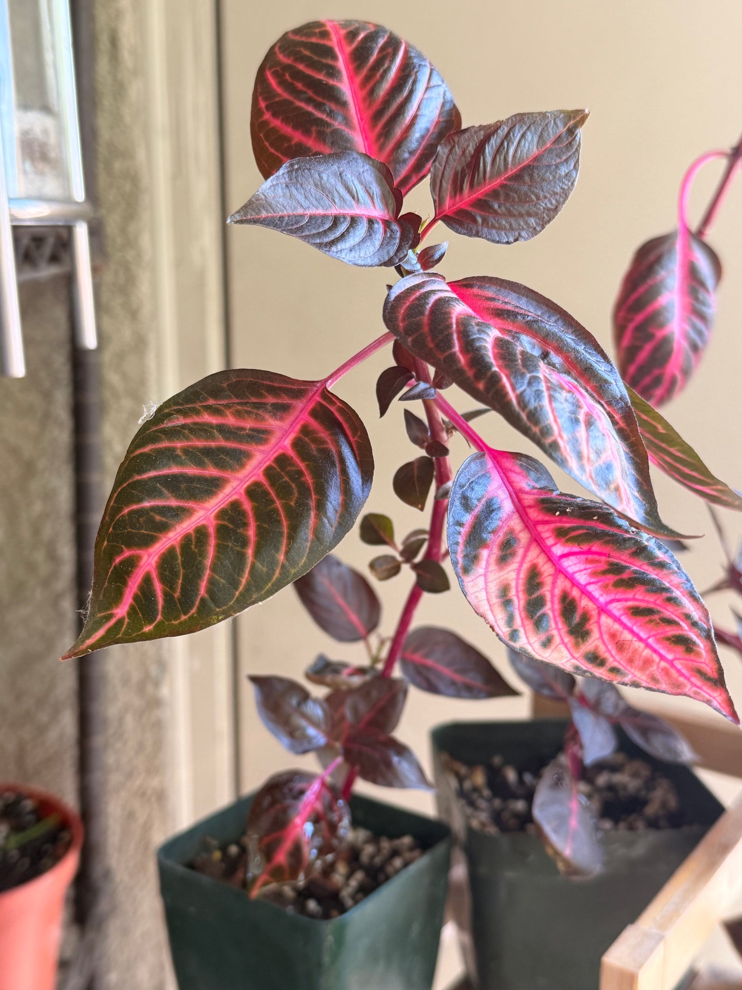 Bloodleaf