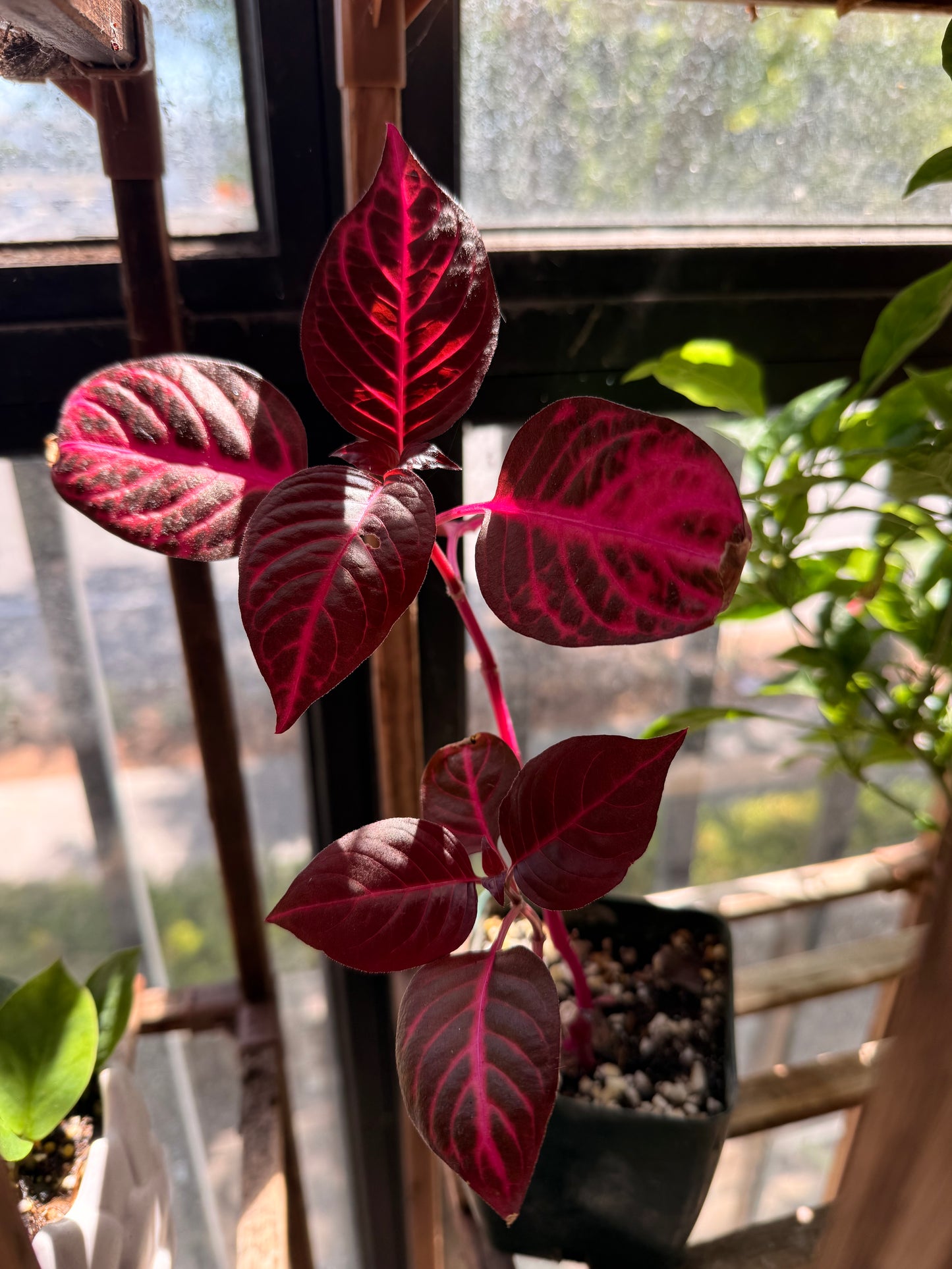 Bloodleaf