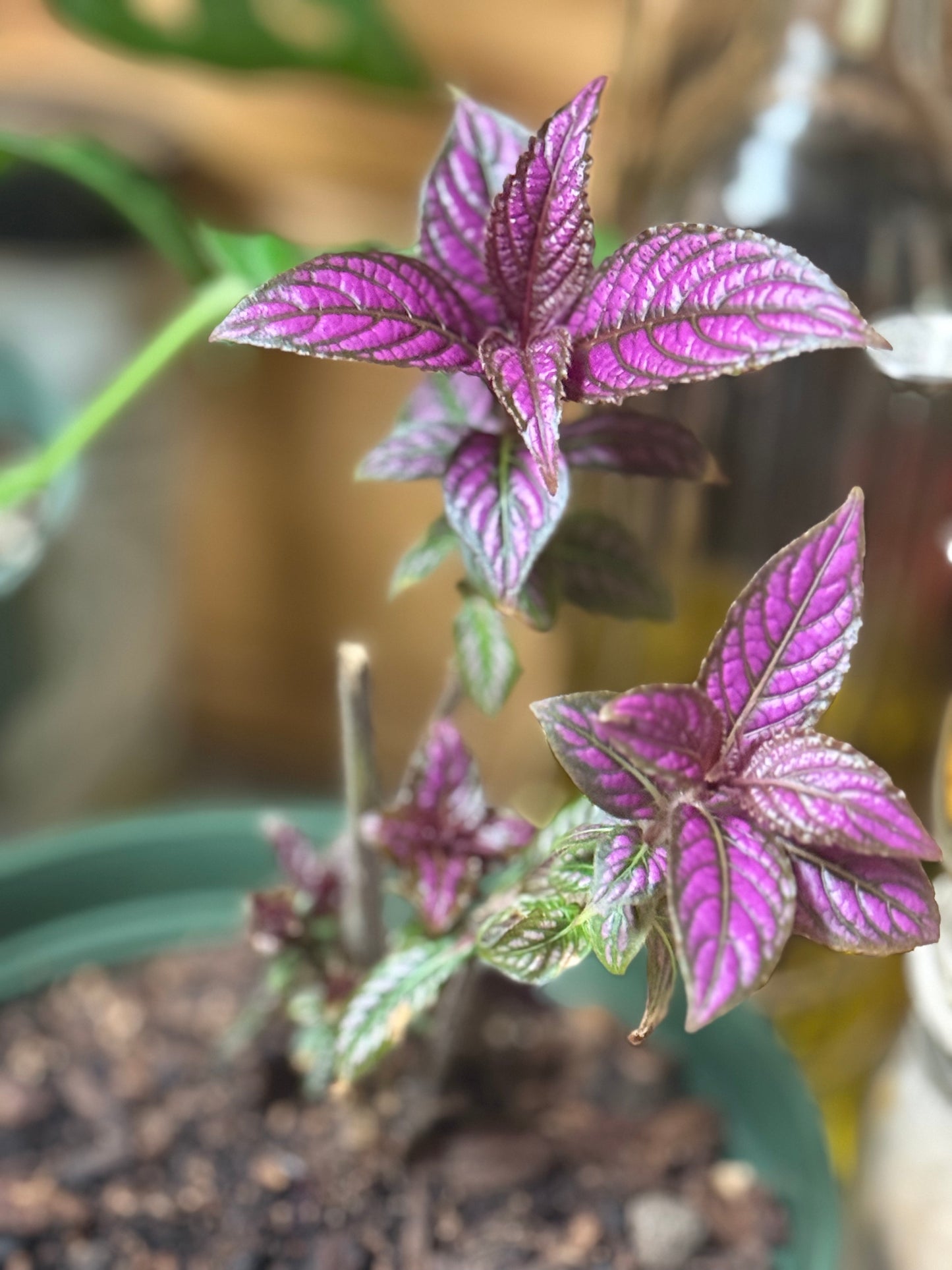 Persian Shield
