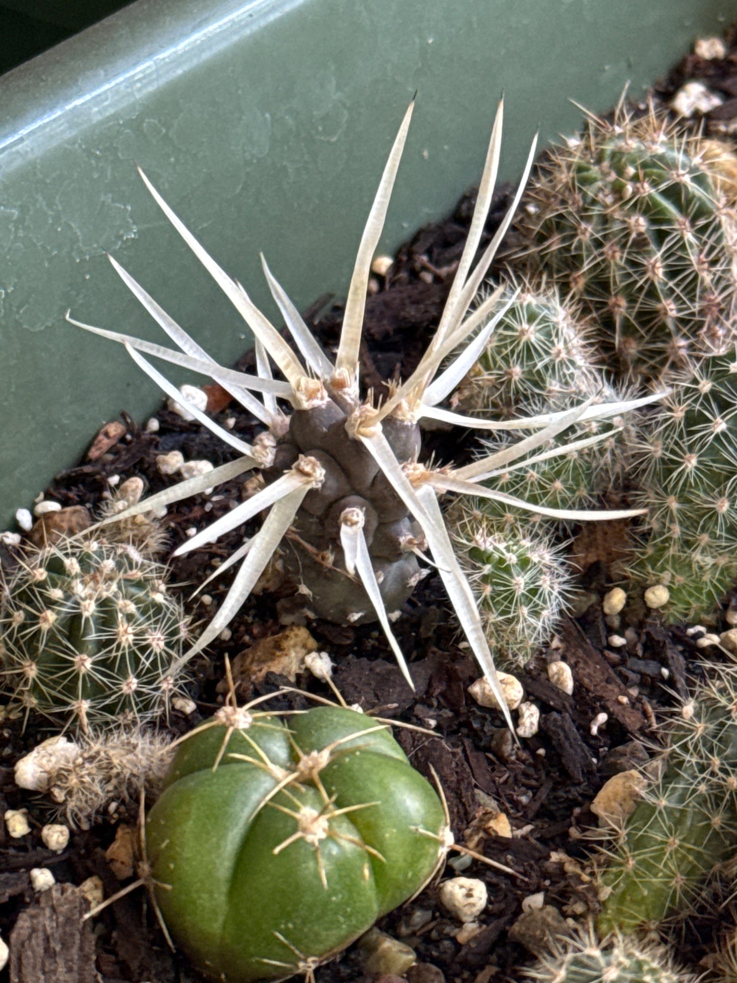 Cactus Babies