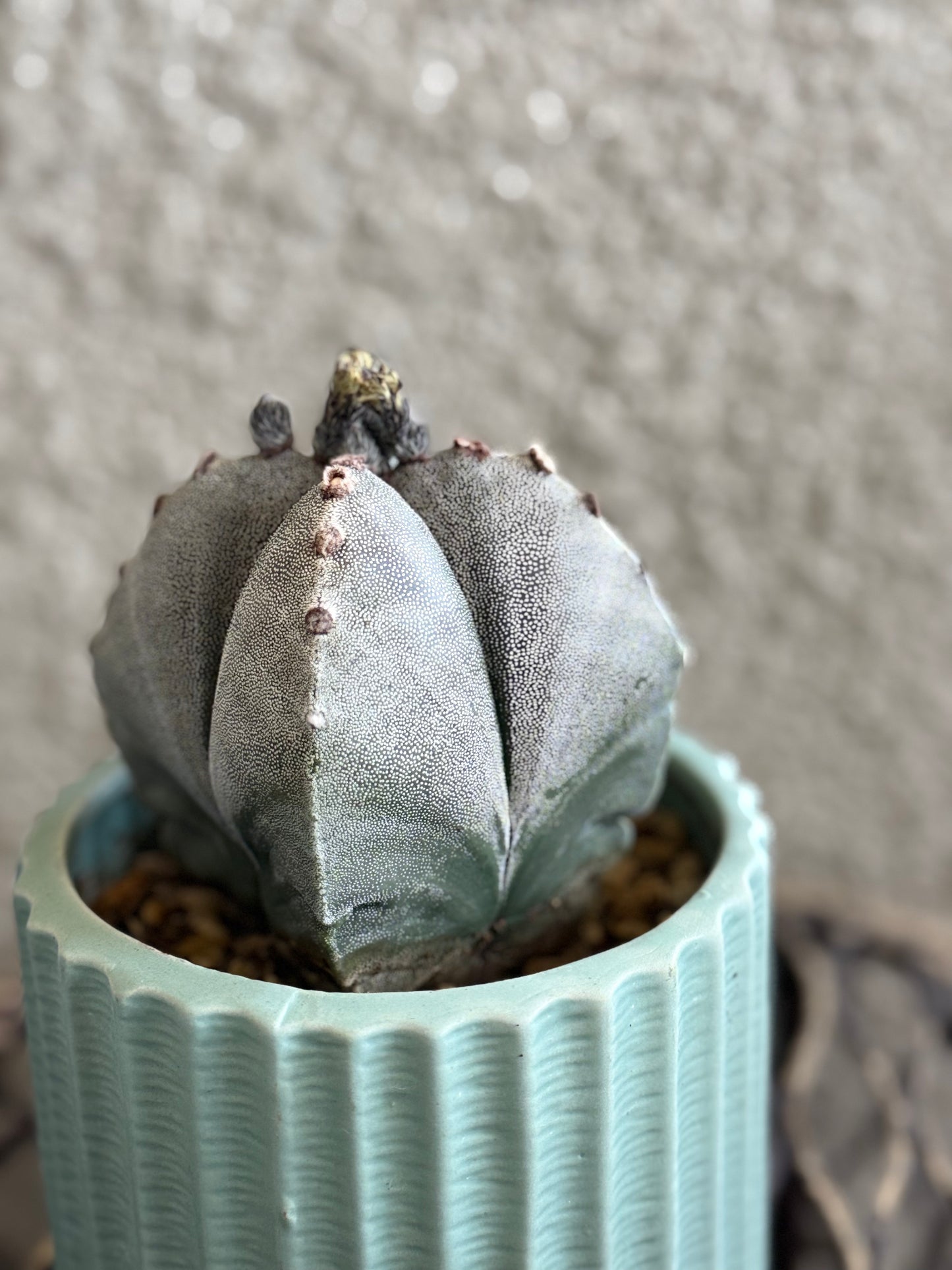 Bishop’s Cap Cactus