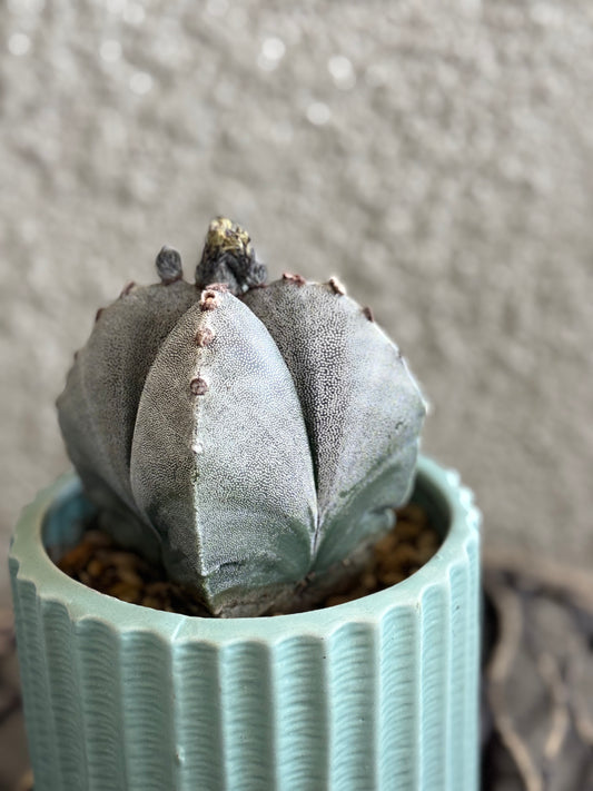 Bishop’s Cap Cactus
