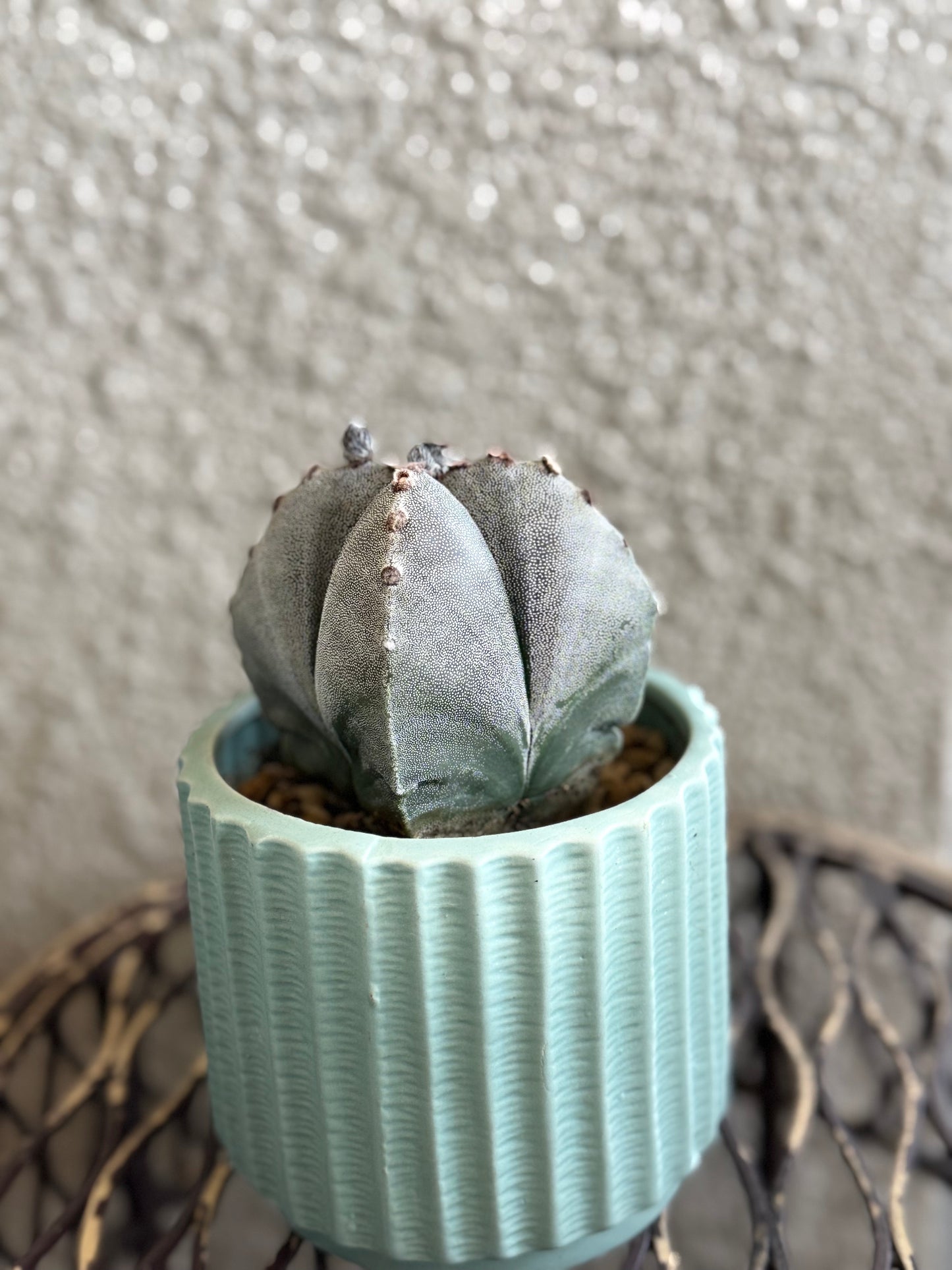 Bishop’s Cap Cactus