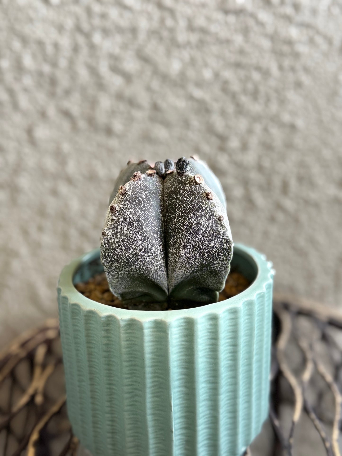Bishop’s Cap Cactus