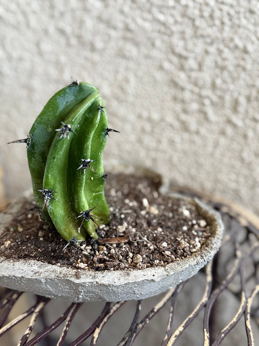 Blue Myrtle Cactus