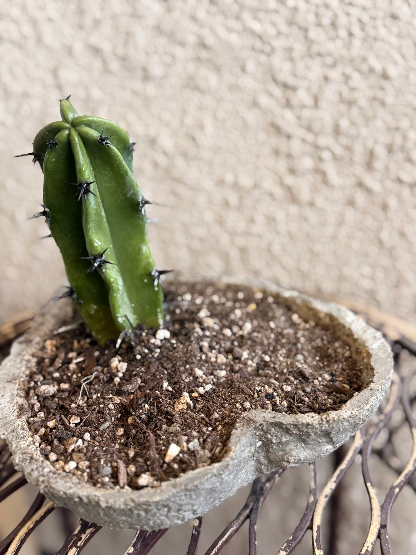 Blue Myrtle Cactus