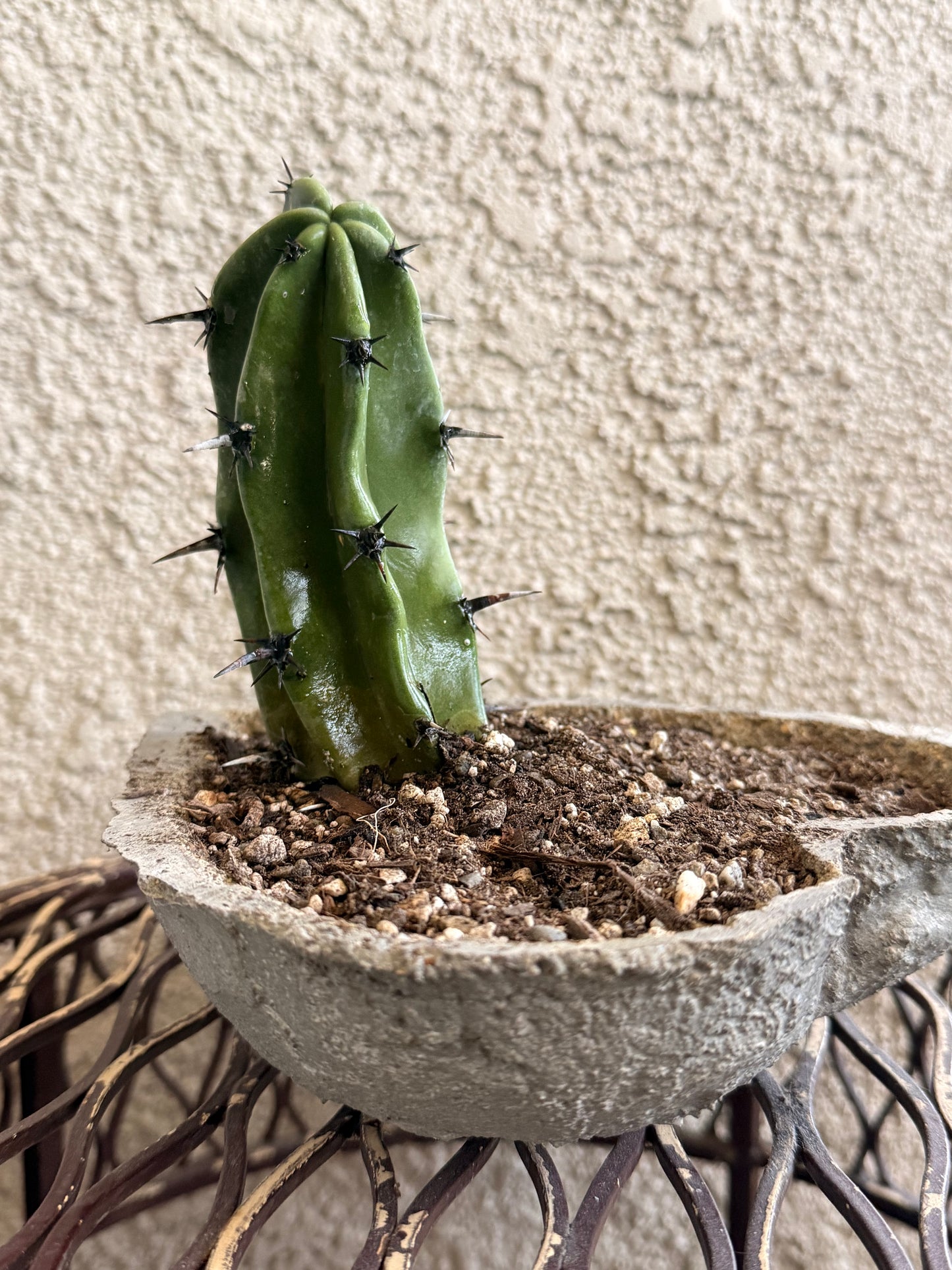 Blue Myrtle Cactus