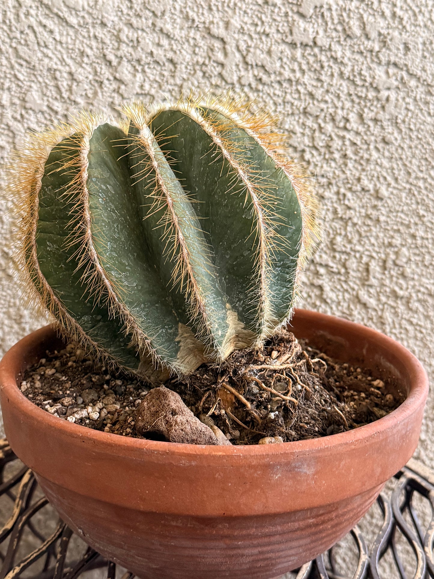 Balloon Cactus