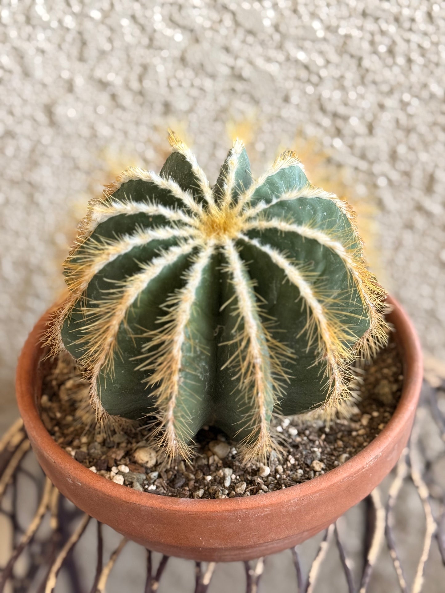 Balloon Cactus