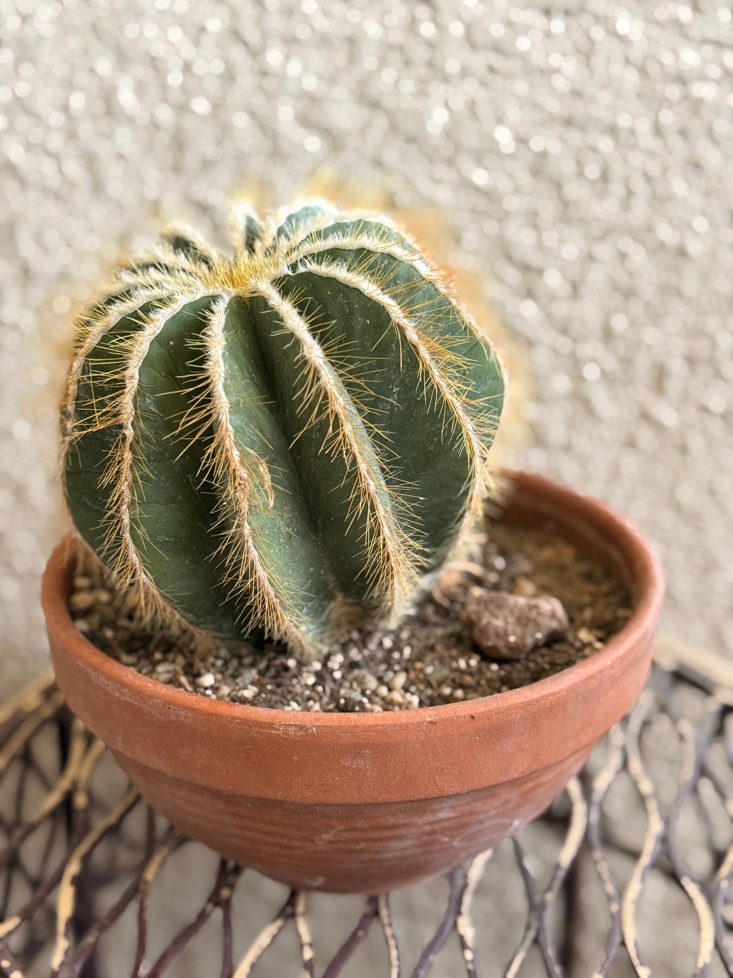 Balloon Cactus