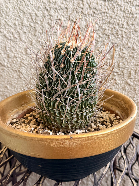 Brain Cactus