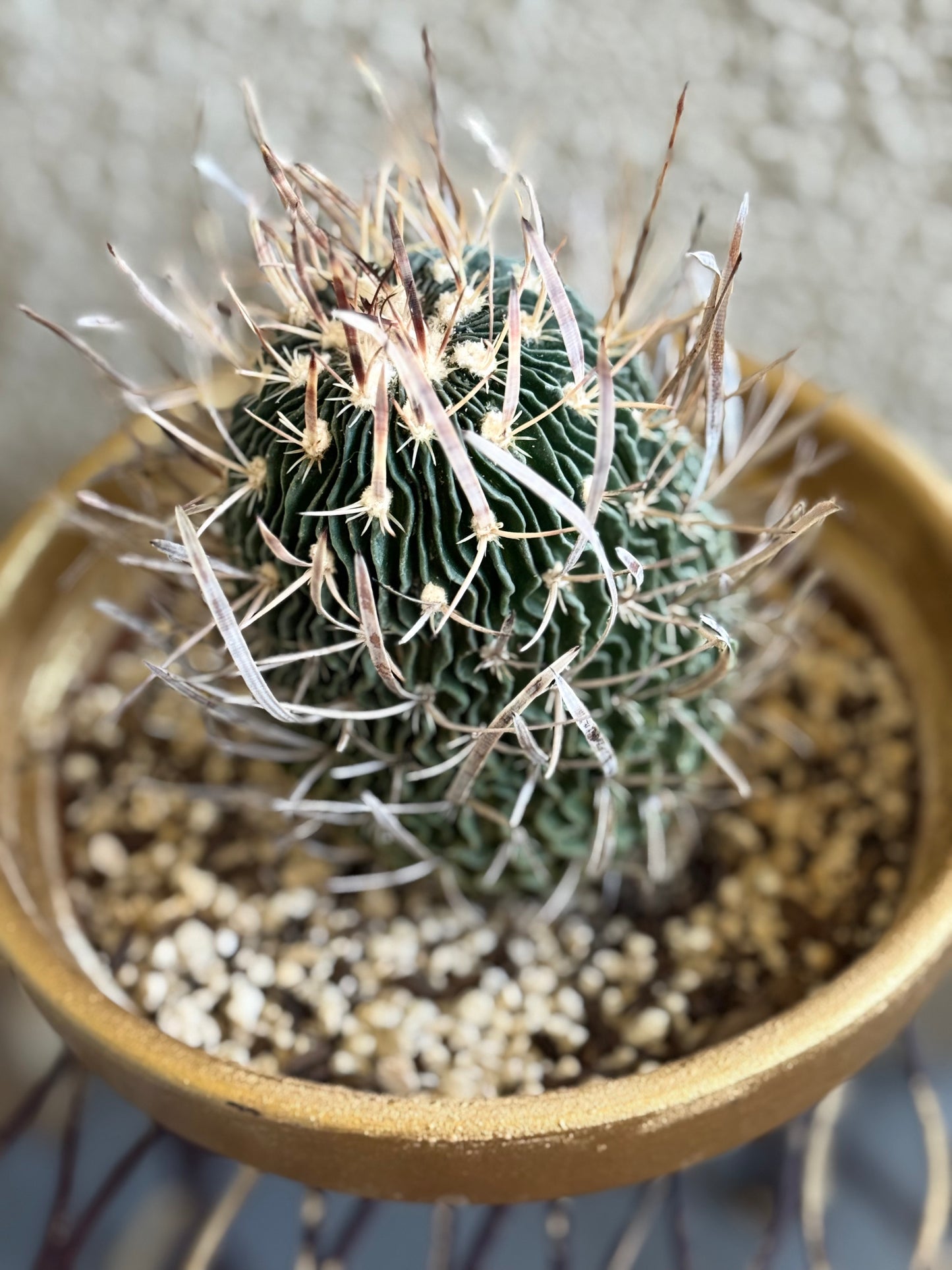 Brain Cactus