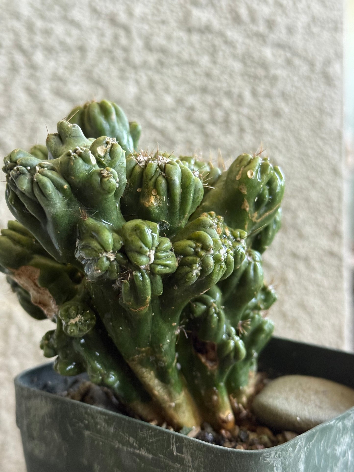 Ming Thing Cactus