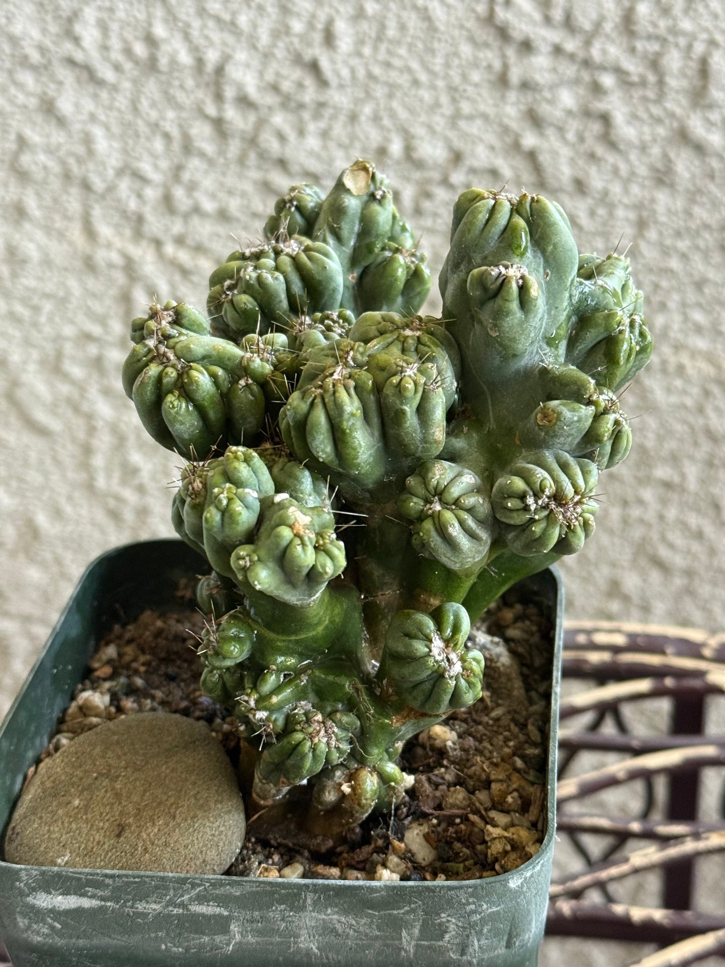 Ming Thing Cactus