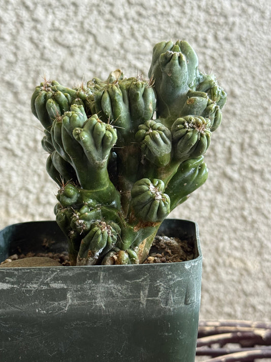 Ming Thing Cactus