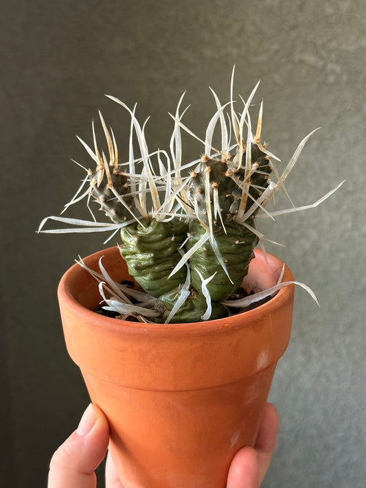 Paper Spine Cactus