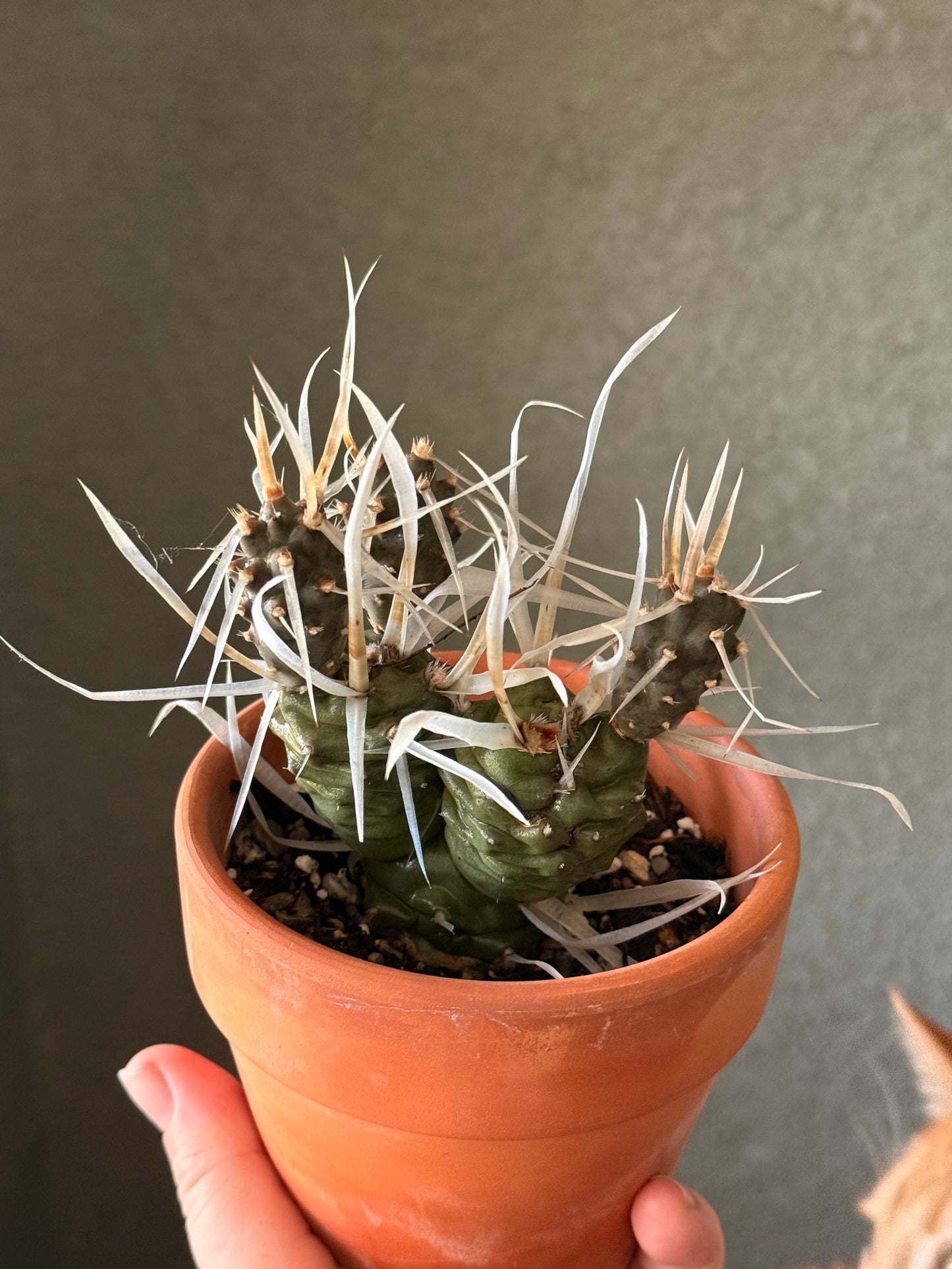 Paper Spine Cactus