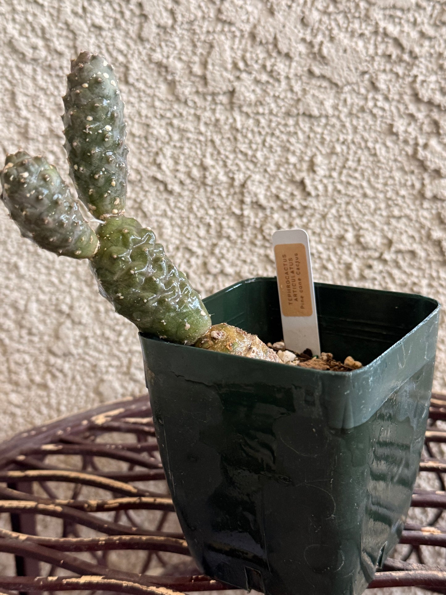 Pine Cone Cactus