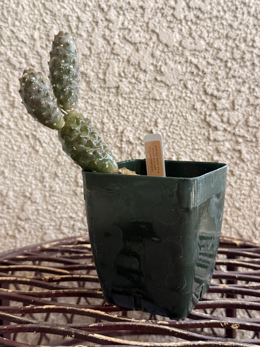 Pine Cone Cactus