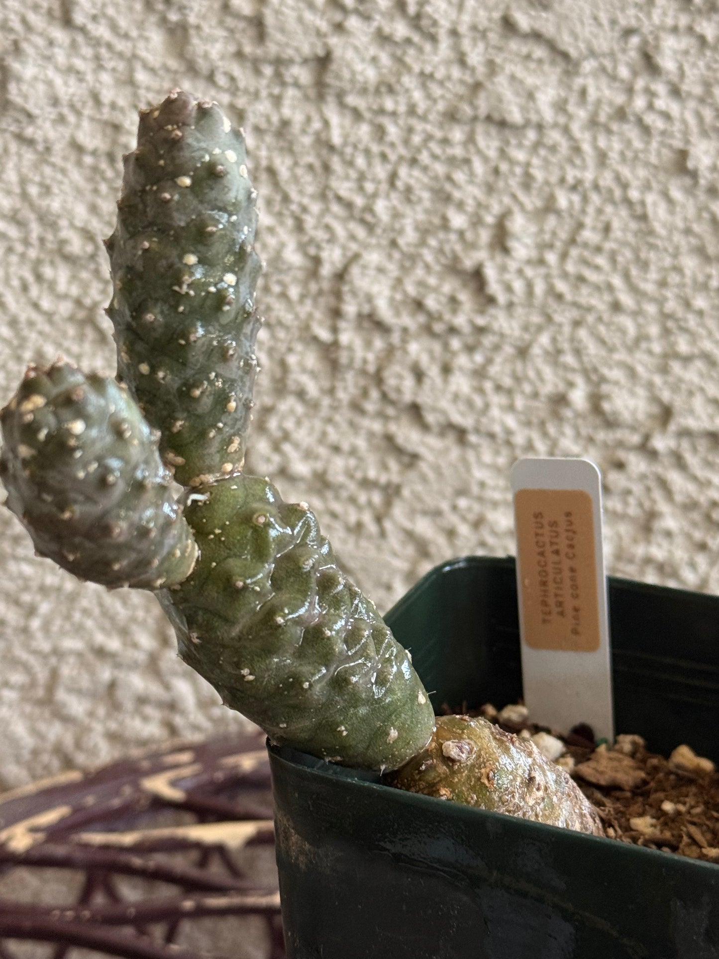 Pine Cone Cactus