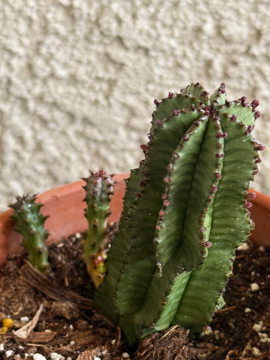 Tanzanian Zipper Plant