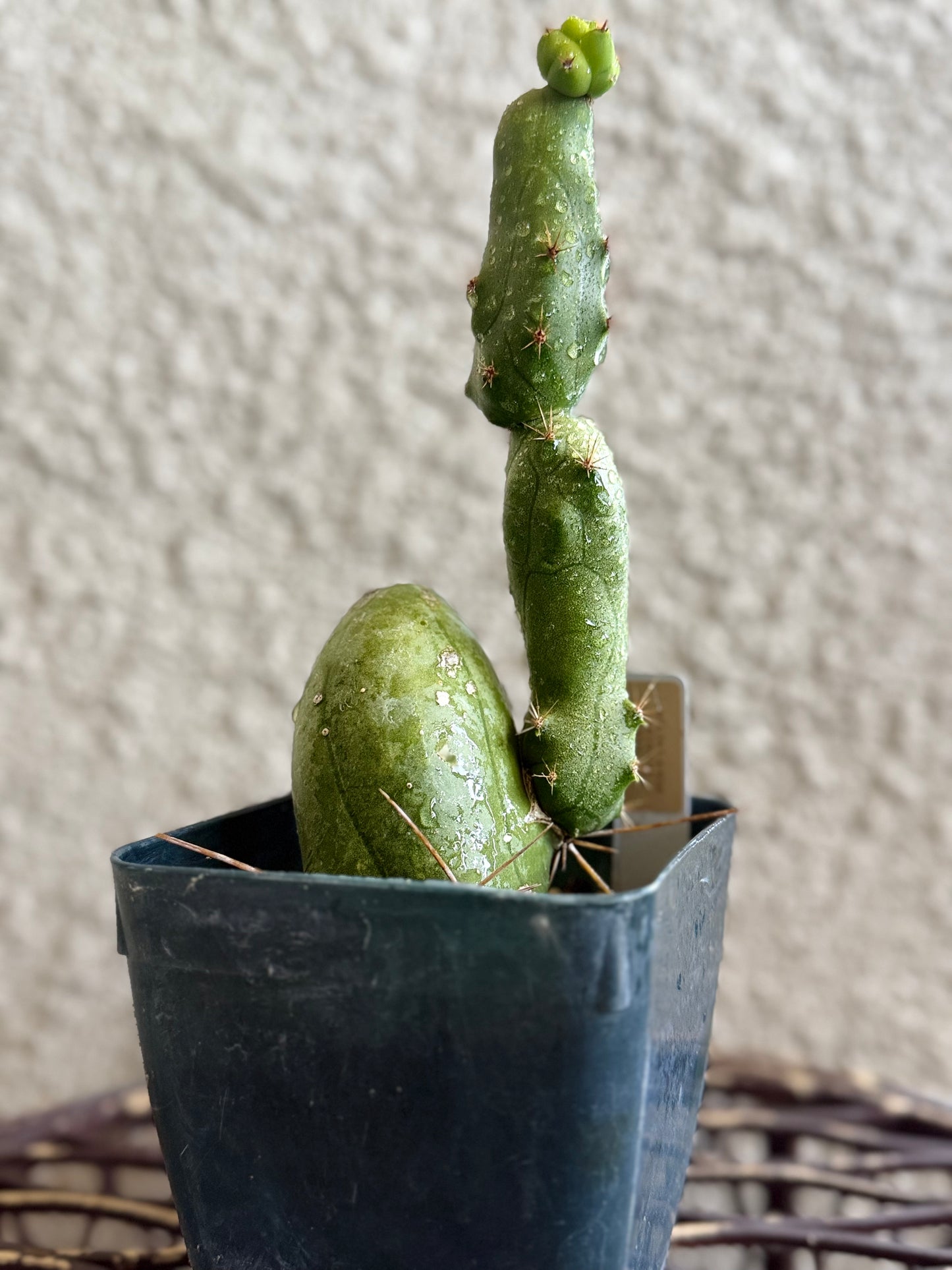 TBM “Penis Cactus"